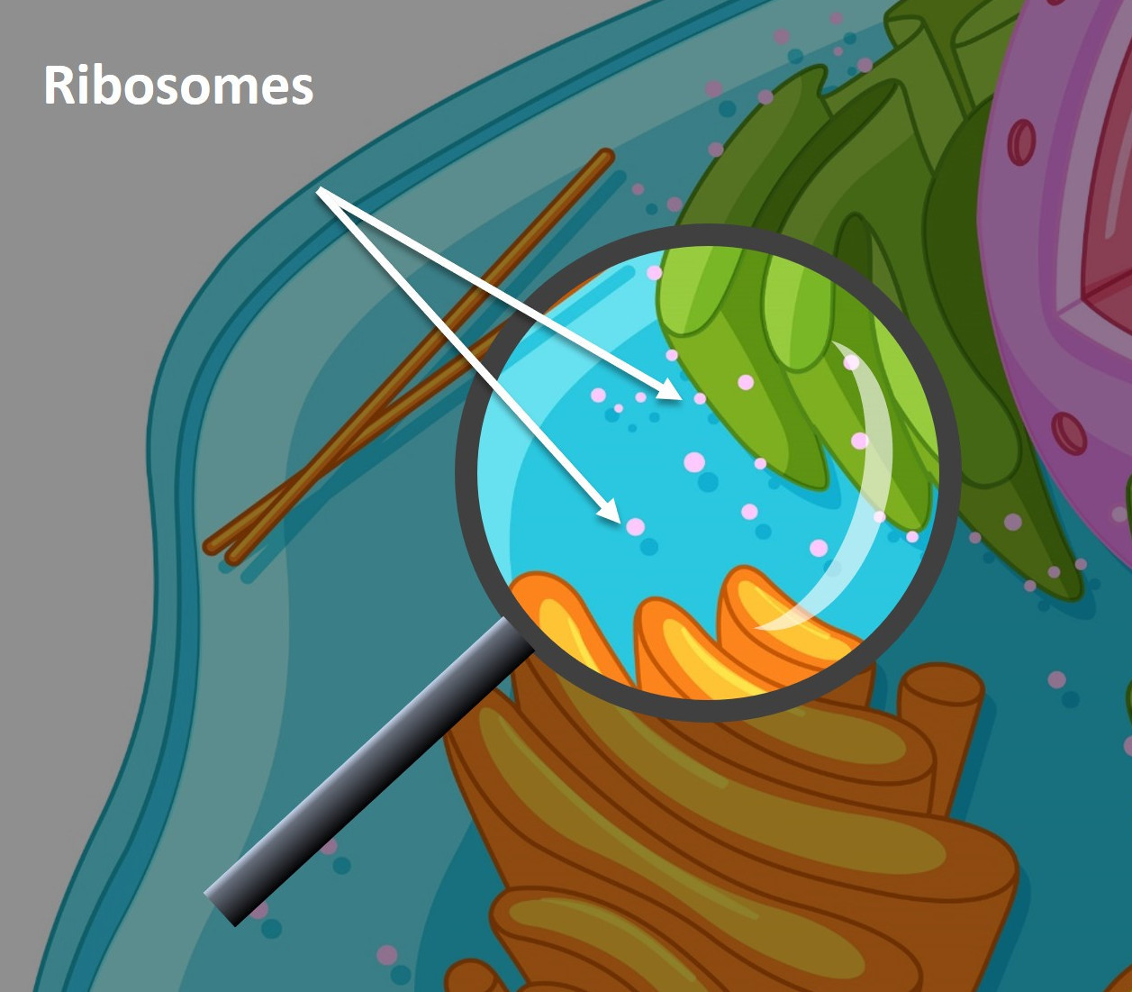 close up image of ribosomes