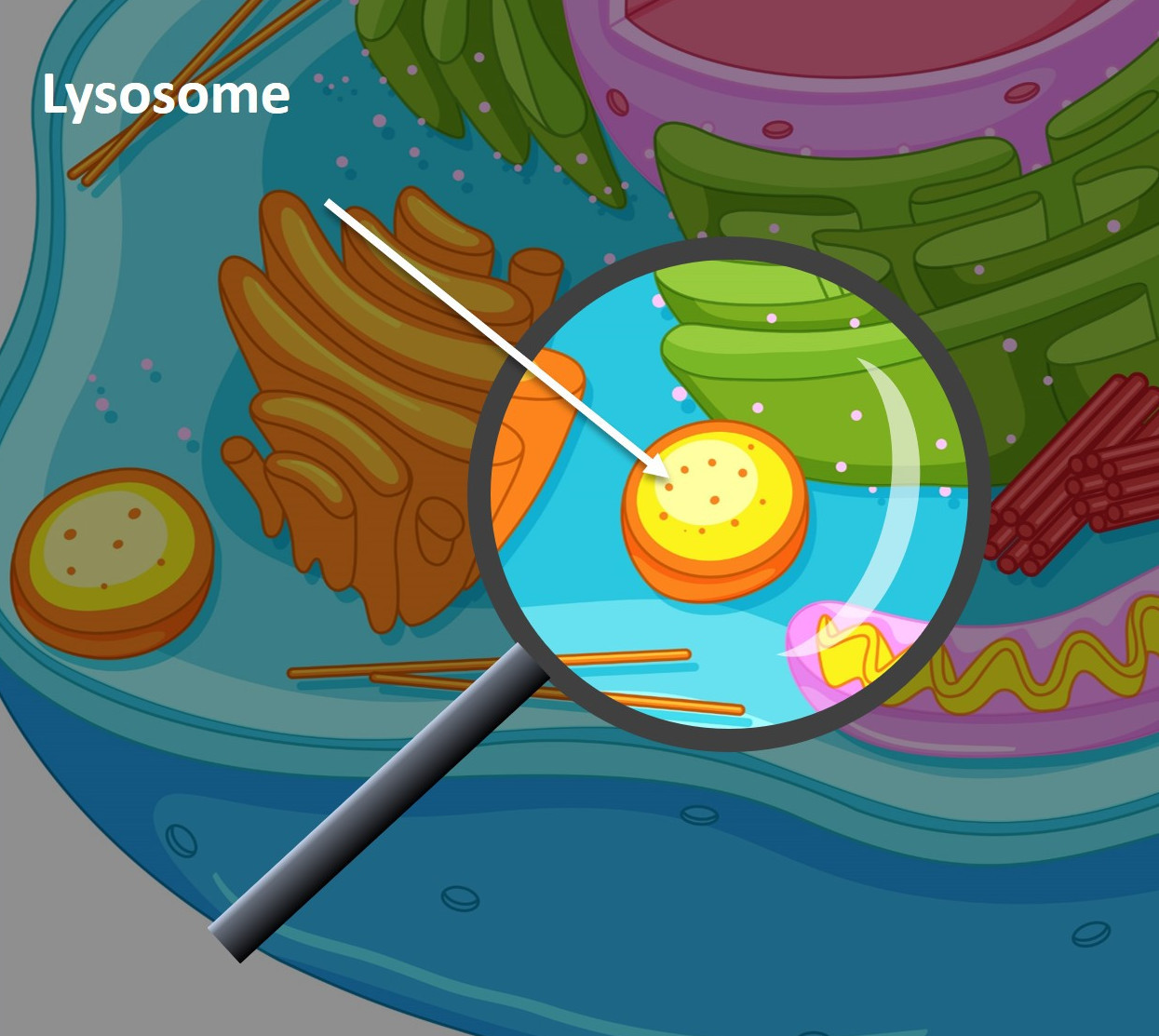 close up of a cell showing lysosome