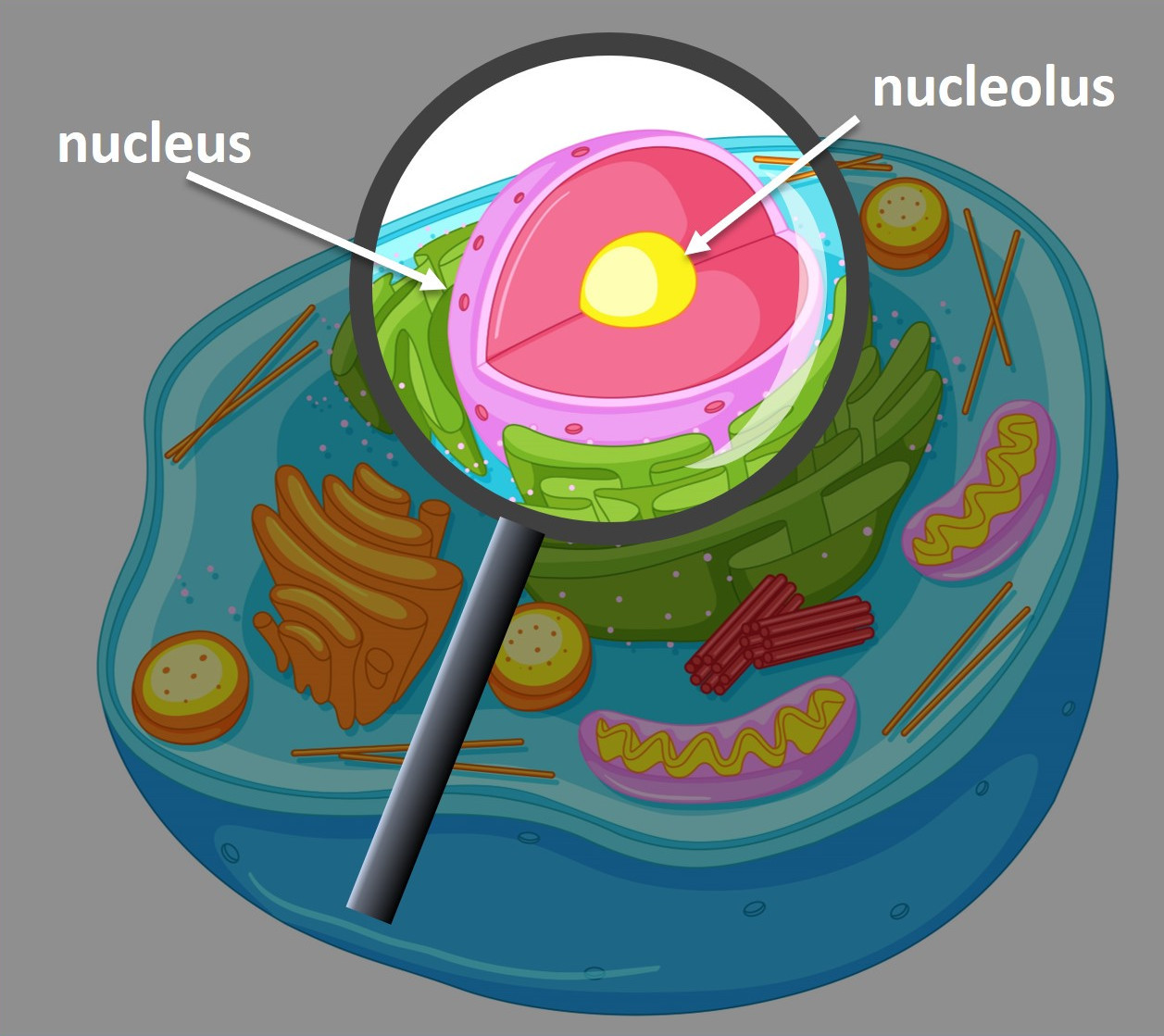 close up image of nucleus